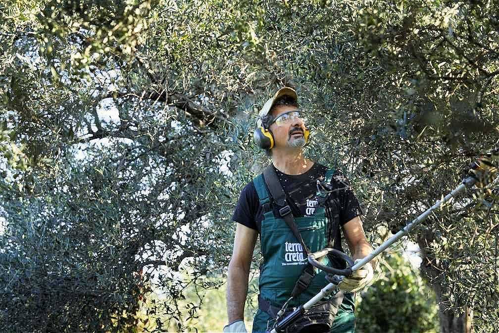 europe-competitions-the-best-olive-oils-in-record-haul-99-greek-brands-awarded-at-world-olive-oil-competition-olive-oil-times