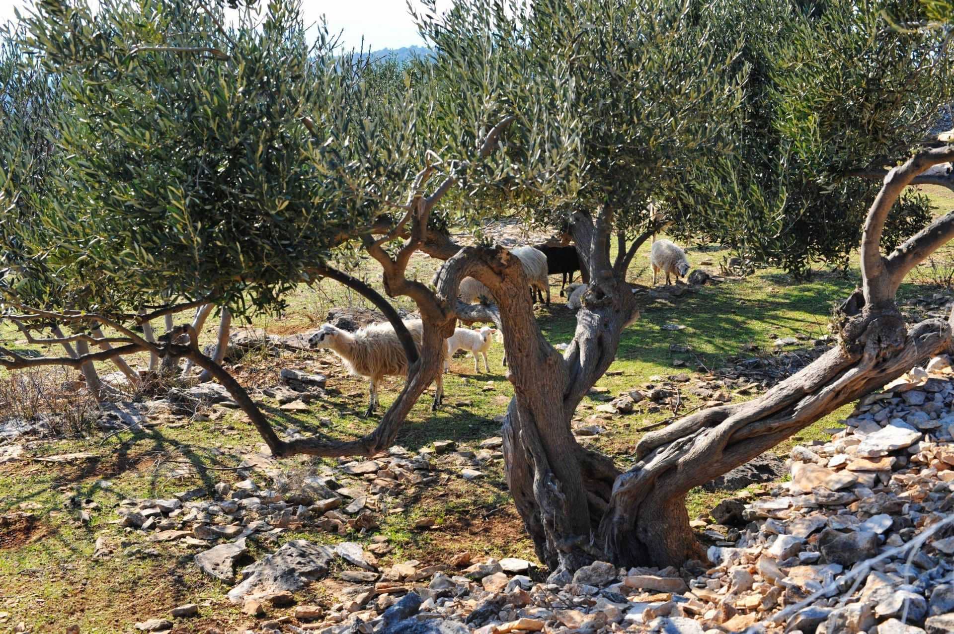 business-europe-production-olive-oil-times