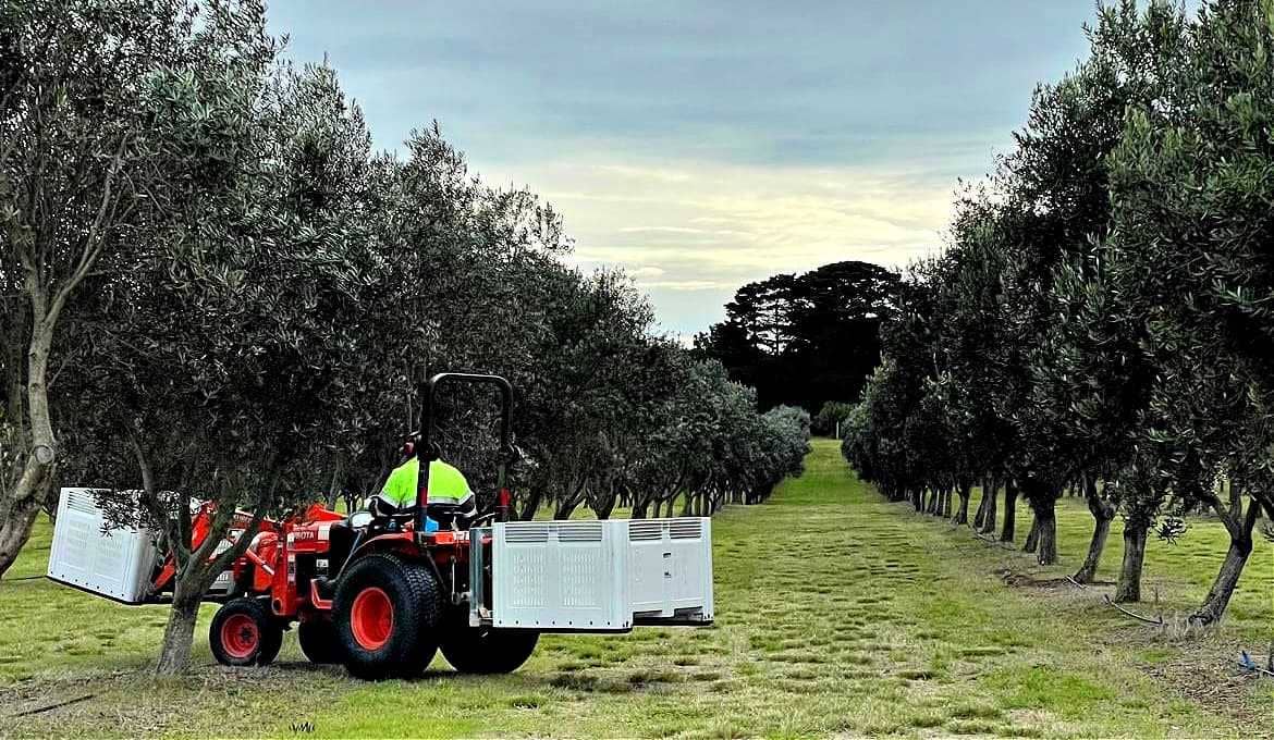 australia-and-new-zealand-profiles-production-the-best-olive-oils-at-cape-schanck-olive-estate-weekend-getaway-grows-into-lauded-brand-olive-oil-times
