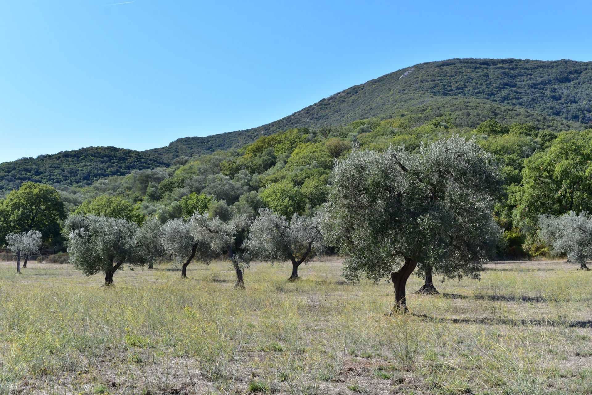 business-europe-production-social-farming-initiatives-in-italy-focus-on-environment-inclusion-olive-oil-times