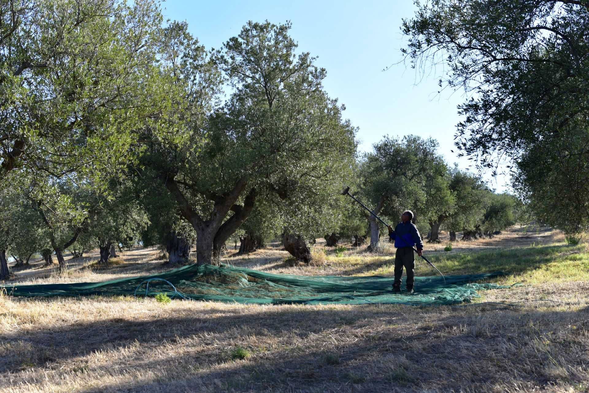 business-europe-production-social-farming-initiatives-in-italy-focus-on-environment-inclusion-olive-oil-times