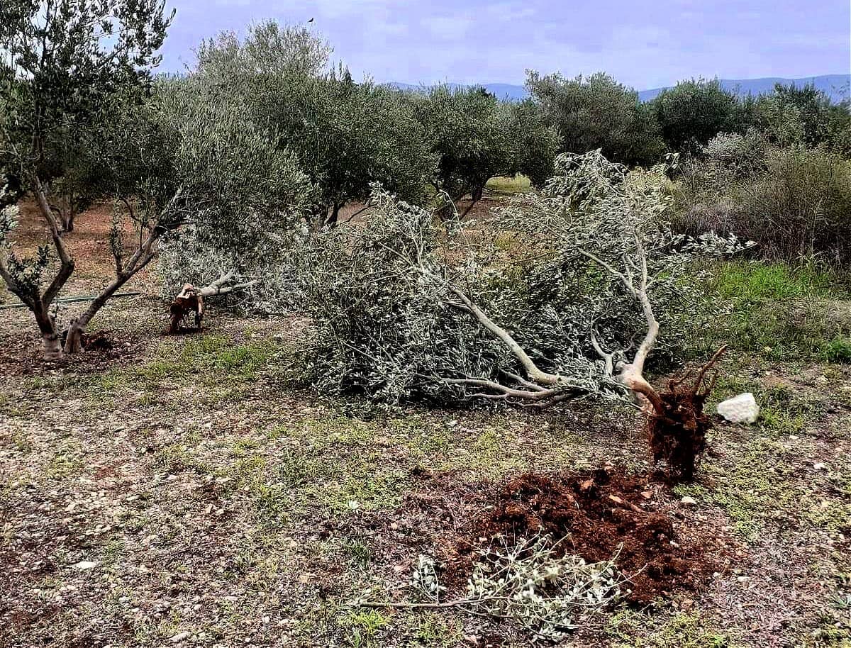 business-europe-production-awardwinning-producer-says-croatians-need-to-return-to-their-traditional-roots-olive-oil-times