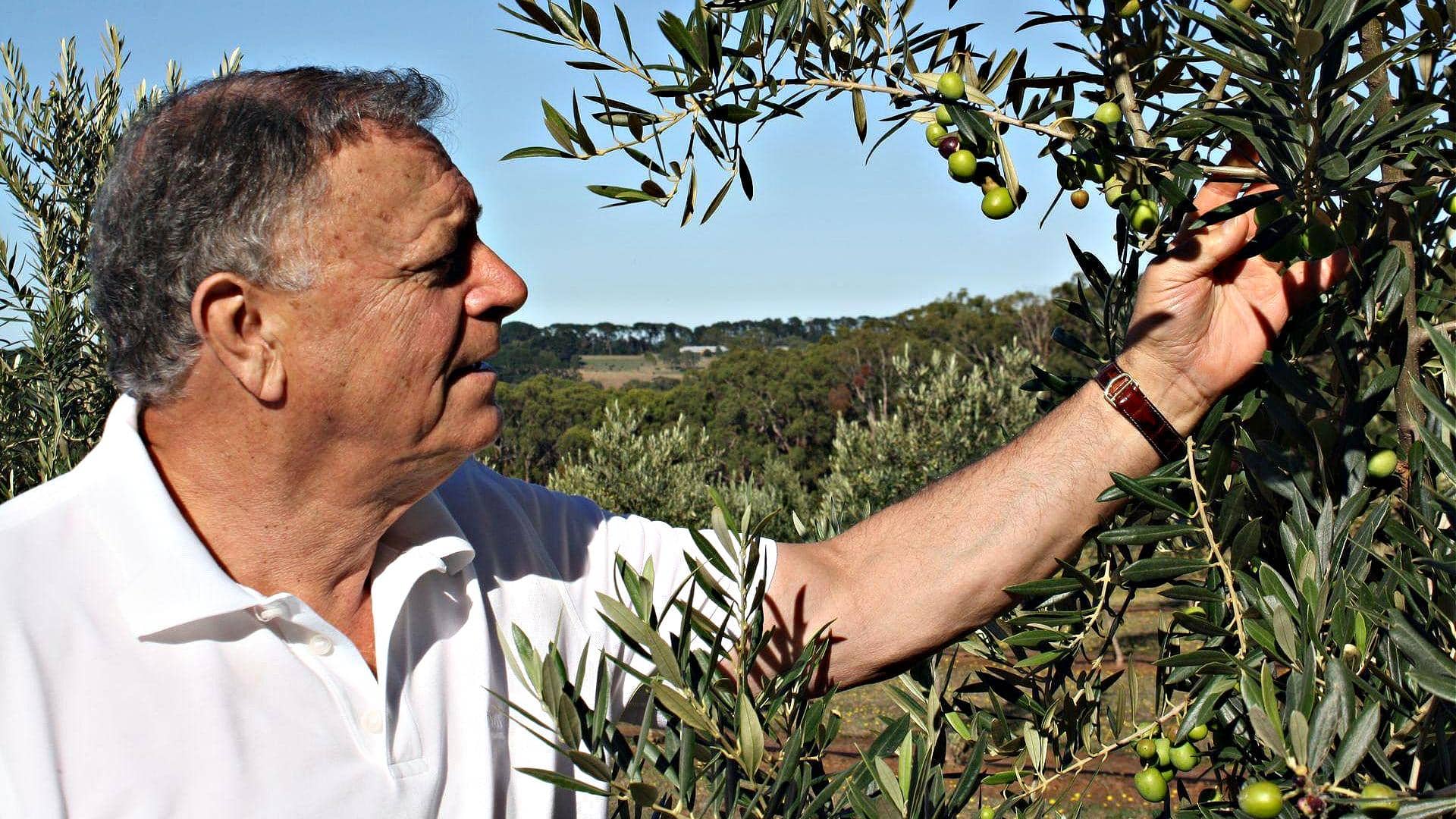 Австралия-и-Новая-Зеландия-бизнес-профили-производство-в-Виктории-Таралинга-Эстейт-прославляет-традицию-при-охватывании-инноваций-времена оливкового масла