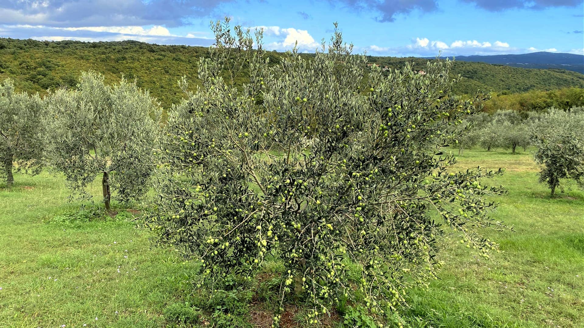 europe-profils-production-les-meilleures-huiles-d'olive-temps-de-l'huile-d'olive