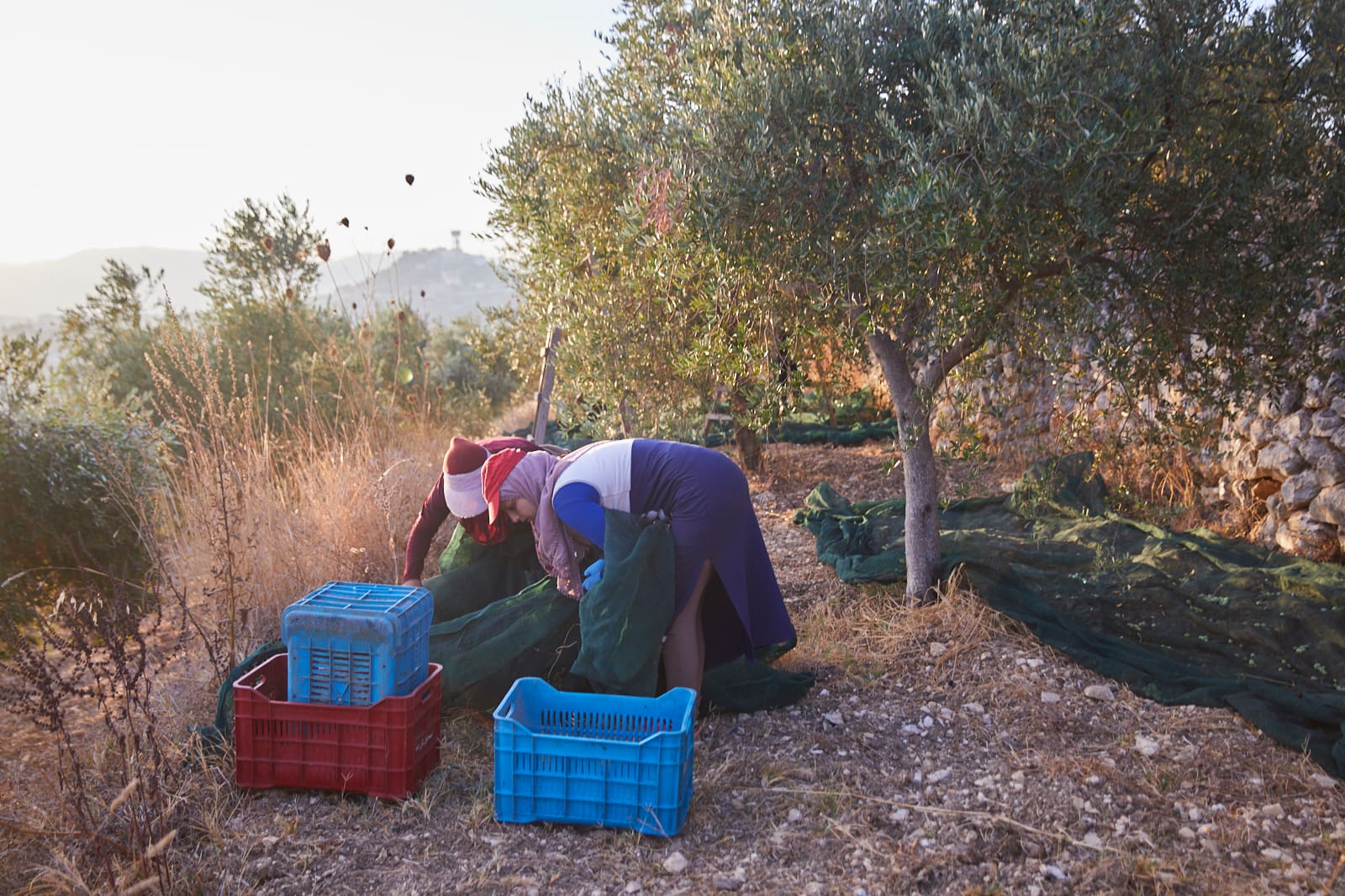 africa-middle-east-profiles-the-best-olive-oils-modern-techniques-and-ancient-groves-a-winning-combination-for-solar-olives-olive-oil-times