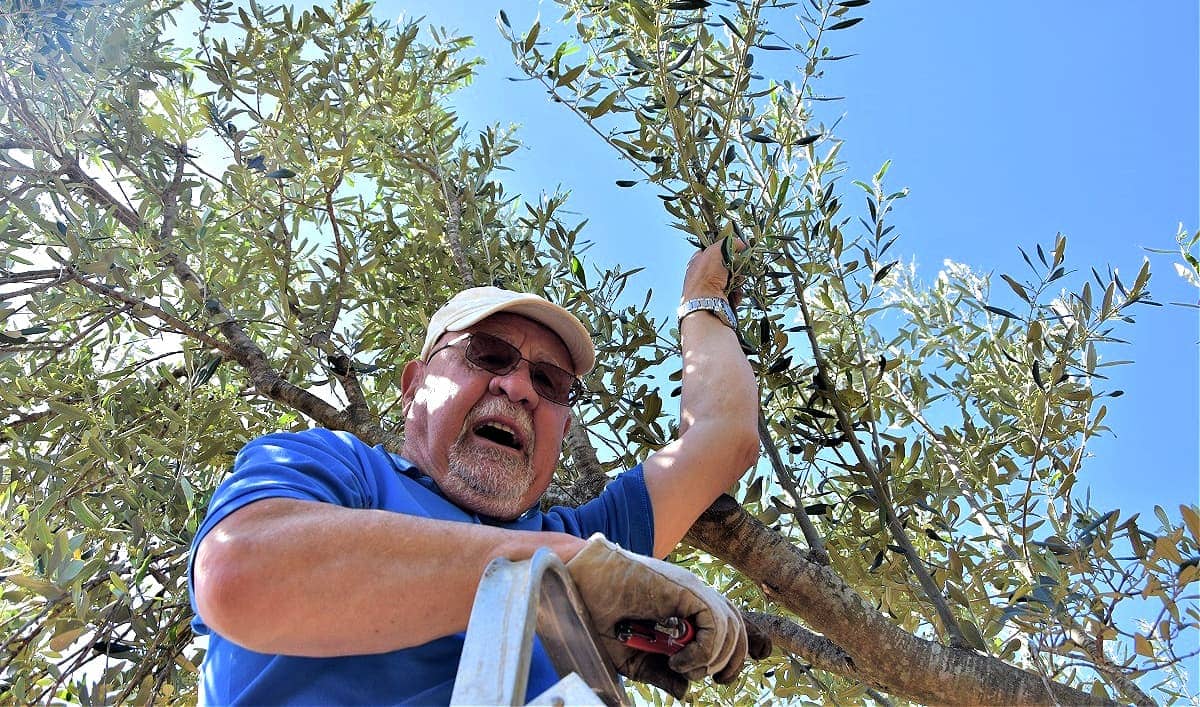 business-europe-as-pesticide-bans-loom-croatian-agronomists-advise-other-methods-to-stop-the-olive-fly-olive-oil-times