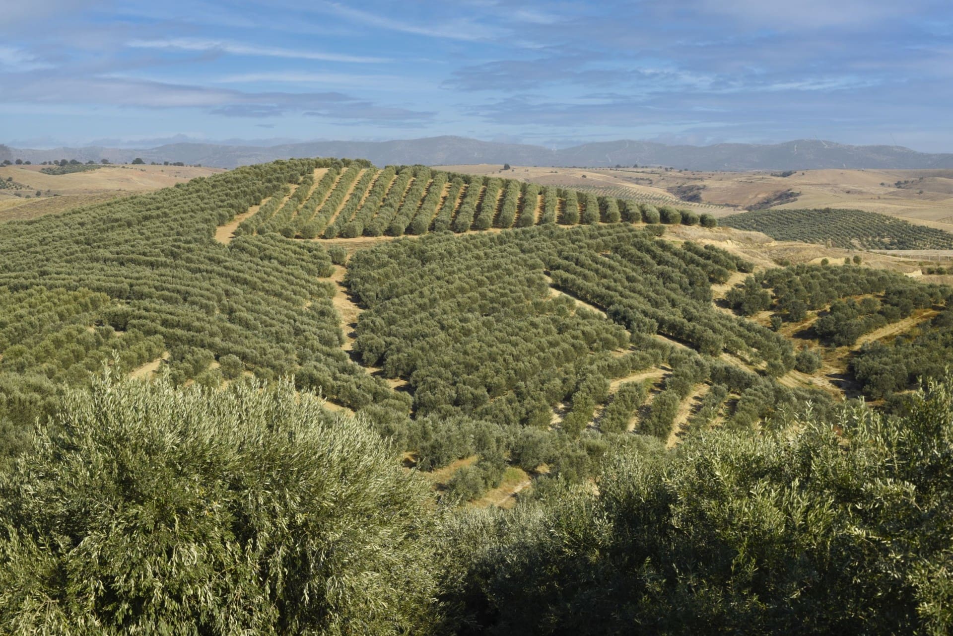 非洲-中東-最好的橄欖油-競賽-生產-土耳其-生產商-在世界競賽-橄欖油時代達到新的高度