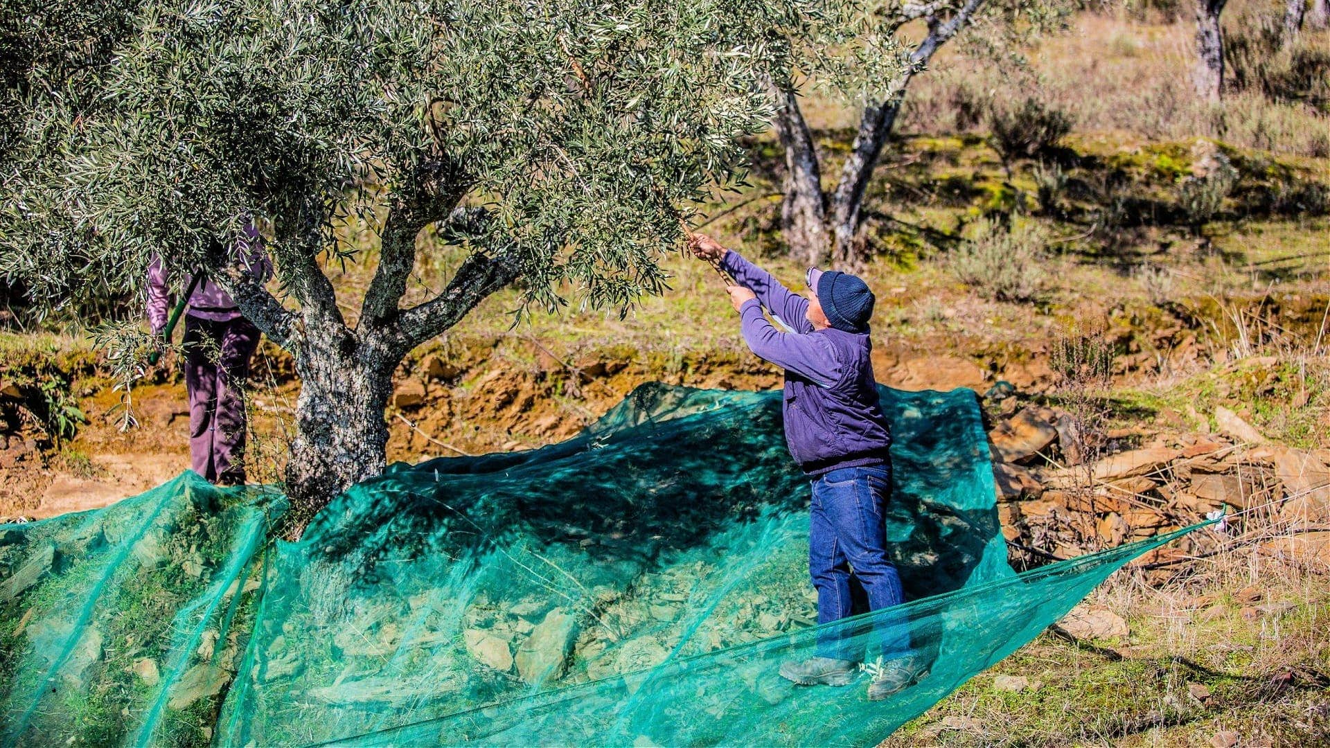 歐洲生產業務-葡萄牙的橄欖油生產-在創紀錄的年-橄欖油-時代後將陷入低迷
