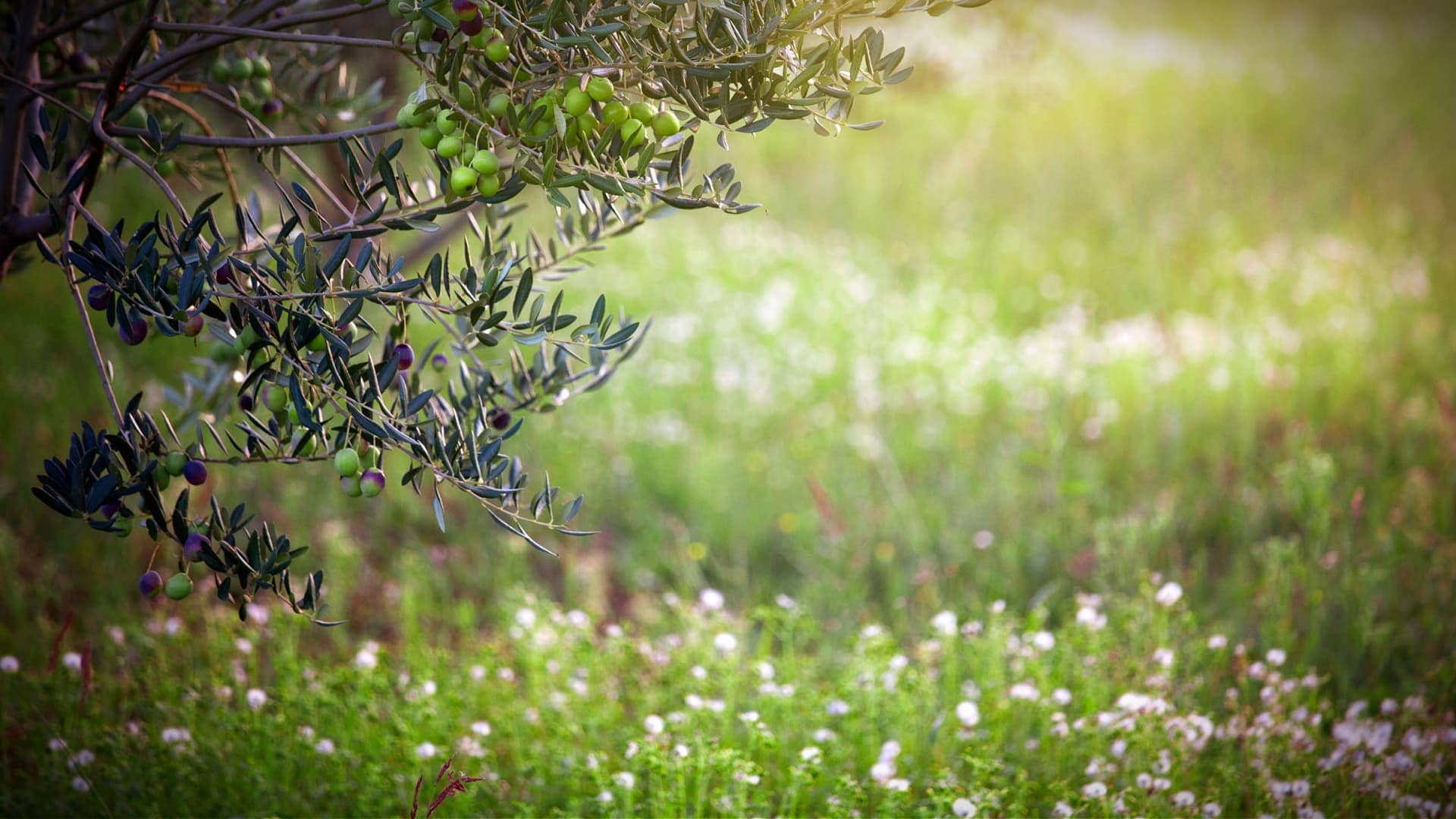Los olivares ecológicos siguen prosperando en España