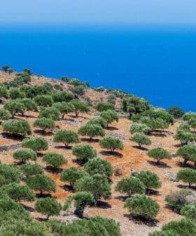 A landscape featuring an olive grove on a hillside with a view of the ocean in the background. - Olive Oil Times
