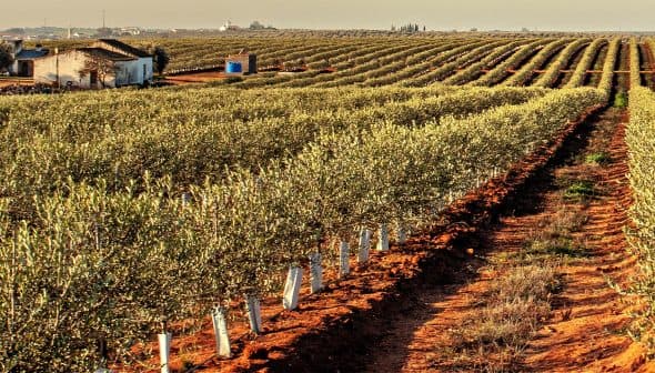 Rows of olive trees in a cultivated field with a small building in the background. - Olive Oil Times