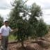 A man in a white shirt standing beside an olive tree in an orchard. - Olive Oil Times