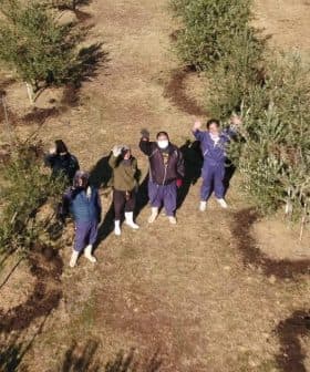 Aerial view of a group of individuals standing among olive trees in an olive grove. - Olive Oil Times